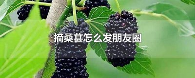 ​摘桑葚怎么发朋友圈文案 摘桑葚怎么发朋友圈句子