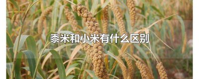 ​黍米 稷米 小米区别 黍米和小米的区别及营养价值