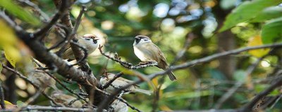 ​过去除四害是哪四害 四害是哪四害