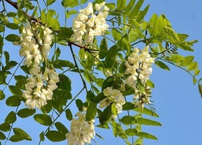 ​槐树什么季节开花 在几月份会开花