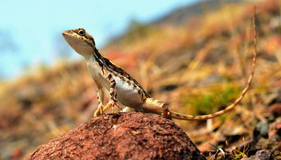 ​壁虎多久会饿死 壁虎吃什么水果好