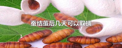 ​蚕蛹快要变成蚕的时候能吃吗 蚕宝宝结茧后几天变蛹可以吃