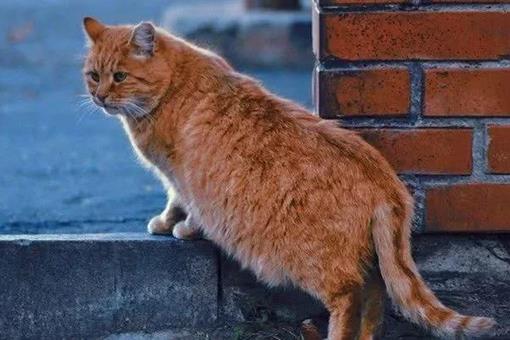 中国民间故事,猫儿桥的传说是什么?