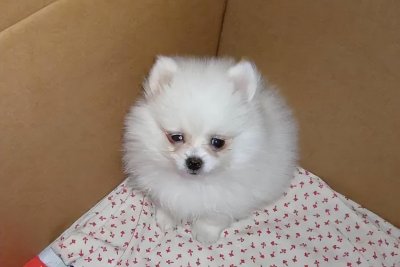 ​博美能活几年（一只博美犬能活12~15年左右）