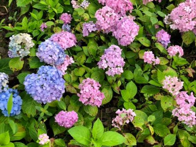 ​绣球花什么时候扦插最好活（扦插绣球花成活率高的5个要点）