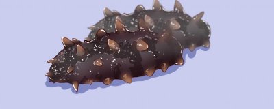 ​海参的营养价值及营养成分