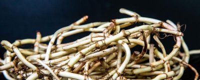 ​折耳根是不是鱼腥草