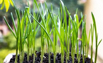 ​晒不到太阳能种什么菜（光充不足地方适合栽种的蔬菜）