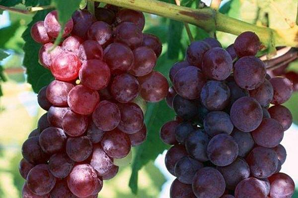 葡萄可以和牛奶一起吃吗 葡萄怎么吃好 葡萄可以和牛奶一起吃吗 葡萄怎么吃好