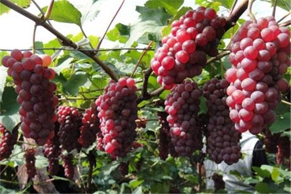 葡萄可以和牛奶一起吃吗 葡萄怎么吃好 葡萄可以和牛奶一起吃吗 葡萄怎么吃好