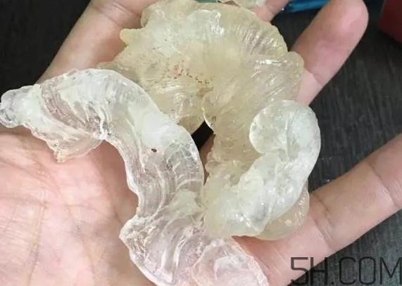 雪燕是燕窝吗？雪燕是怎么形成的