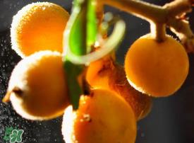 枇杷什么时候成熟？枇杷什么时候上市？