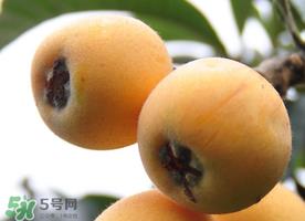 枇杷什么时候成熟？枇杷什么时候上市？