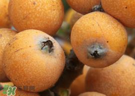 枇杷什么时候成熟？枇杷什么时候上市？