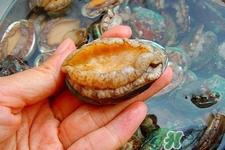 女人吃鲍鱼有什么好处吗？女人经期能吃鲍鱼吗？