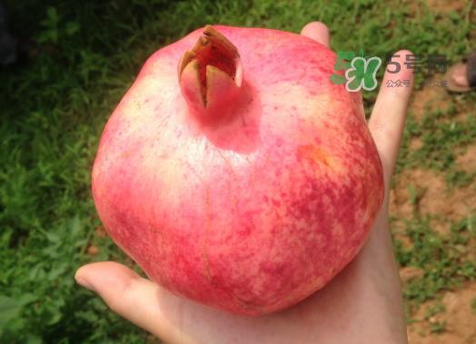 软籽石榴和硬籽石榴哪种好吃？软籽石榴和硬籽石榴的区别