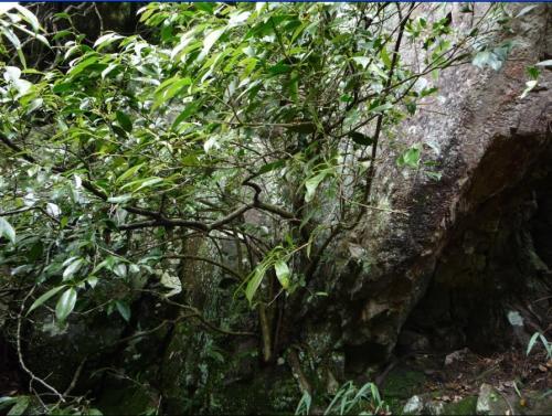 石崖茶能保存多长时间 石崖茶的保存方法 石崖茶能保存多长时间 石崖茶的保存方法