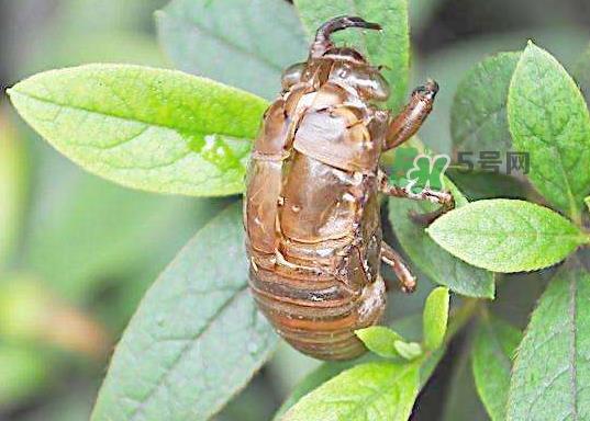金蝉壳有什么药用价值？金蝉壳的功效与作用