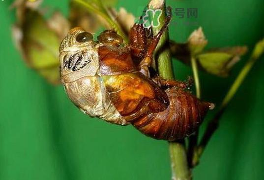 金蝉壳有什么药用价值？金蝉壳的功效与作用