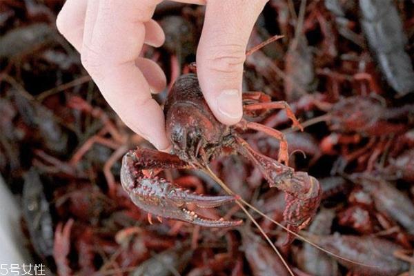 小龙虾越大越好吗 个头适中最好吃