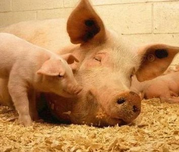 ​朱元璋称帝建立明朝后 明朝的猪又叫做什么