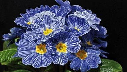 云南最早迎接春天的花！不畏严寒缤纷绽放，寓意青春的快乐！