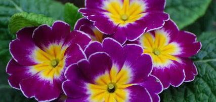 云南最早迎接春天的花！不畏严寒缤纷绽放，寓意青春的快乐！