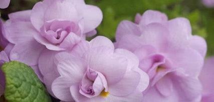 云南最早迎接春天的花！不畏严寒缤纷绽放，寓意青春的快乐！