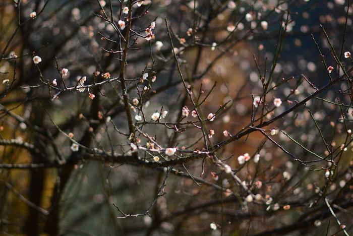 梅花盛开，繁花如雪，广州萝岗香雪公园，是否来过呢？