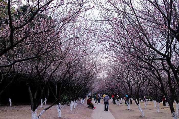 梅花盛开，繁花如雪，广州萝岗香雪公园，是否来过呢？