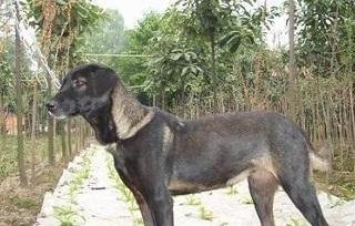 中国十大优秀猎犬排行榜,秒杀国外宠物狗十几条街,你都见过吗?