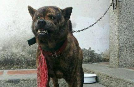 中国十大优秀猎犬排行榜,秒杀国外宠物狗十几条街,你都见过吗?