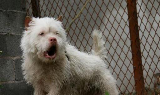 中国十大优秀猎犬排行榜,秒杀国外宠物狗十几条街,你都见过吗?