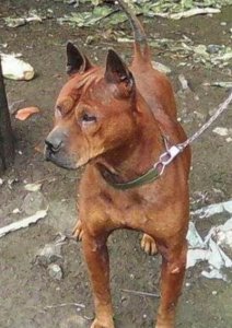 ​中国十大优秀猎犬排行榜，秒杀国外宠物狗十几条街，你都见过吗？