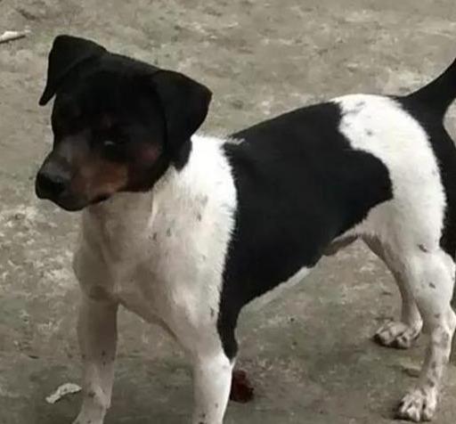 中国十大优秀猎犬排行榜,秒杀国外宠物狗十几条街,你都见过吗?