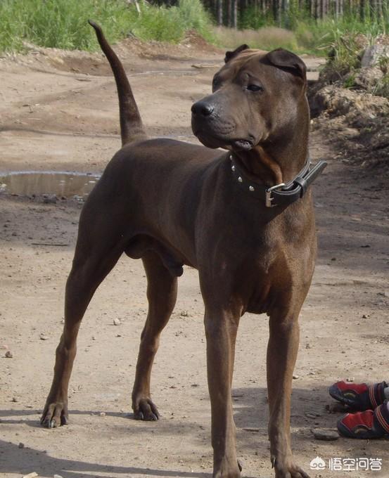 中国十大优秀猎犬排行榜,秒杀国外宠物狗十几条街,你都见过吗?