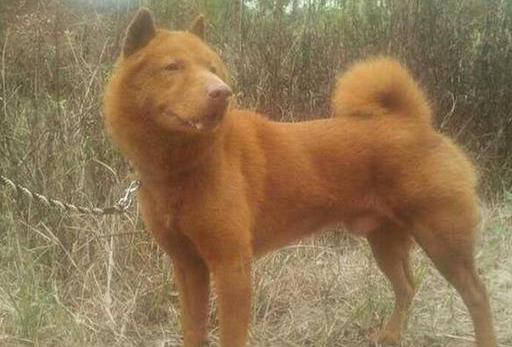 中国十大优秀猎犬排行榜,秒杀国外宠物狗十几条街,你都见过吗?