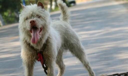 中国十大优秀猎犬排行榜,秒杀国外宠物狗十几条街,你都见过吗?