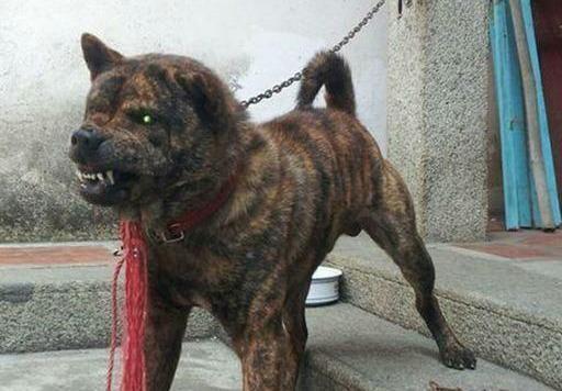 中国十大优秀猎犬排行榜,秒杀国外宠物狗十几条街,你都见过吗?