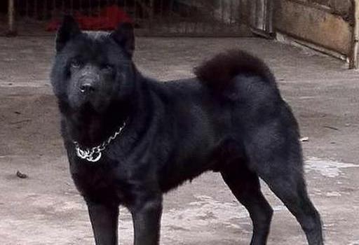 中国十大优秀猎犬排行榜,秒杀国外宠物狗十几条街,你都见过吗?