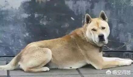 中国十大优秀猎犬排行榜,秒杀国外宠物狗十几条街,你都见过吗?