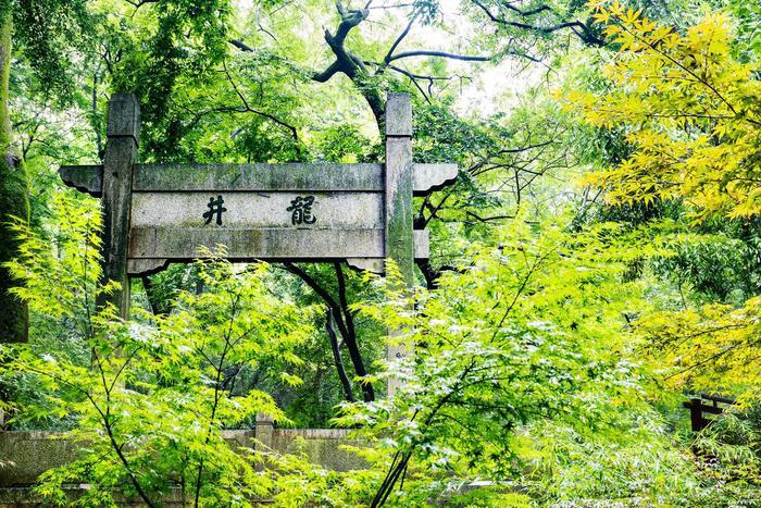 传说中的十八棵御龙井