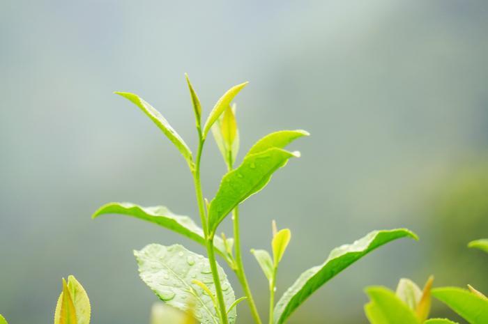 传说中的十八棵御龙井