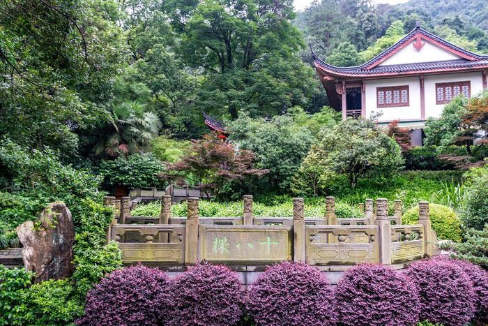 传说中的十八棵御龙井