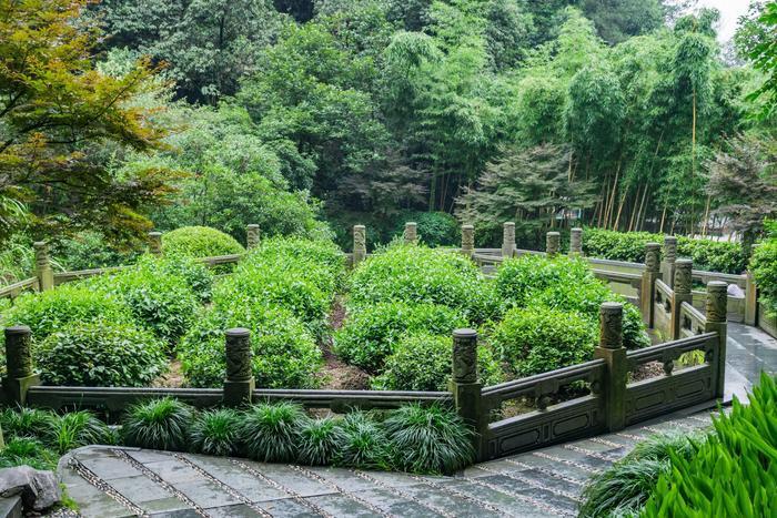 传说中的十八棵御龙井