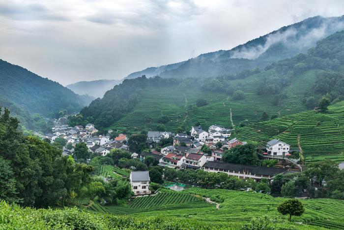 传说中的十八棵御龙井