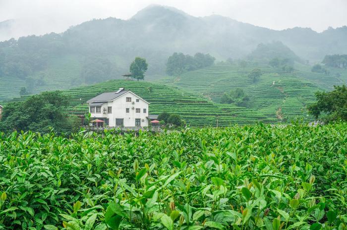 传说中的十八棵御龙井