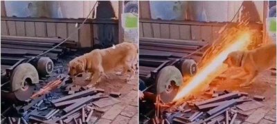 ​传说中的24K钛合金狗眼？勇敢狗狗不怕困难！这是在给牙齿淬火？