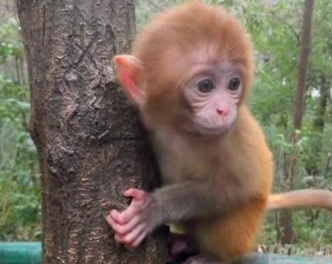 传说中的中国十大残忍菜,你听过几个?