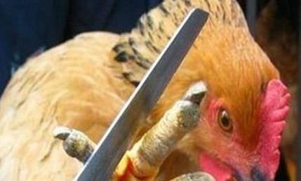 传说中的中国十大残忍菜,你听过几个?